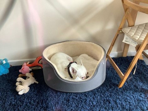 Dog