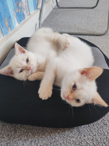 British shorthair kittens