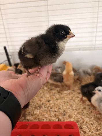 1 Week old Cuckoo Maran chicks