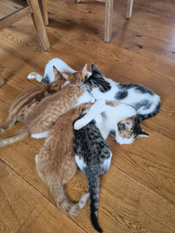 Litter of neutered kittens