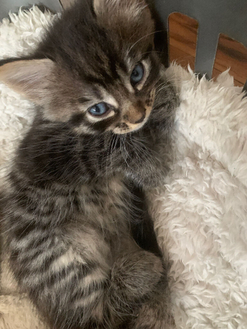 1 Tabby Boy available