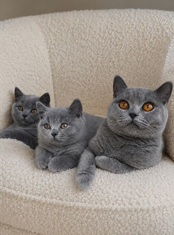 GCCF Registered Kittens