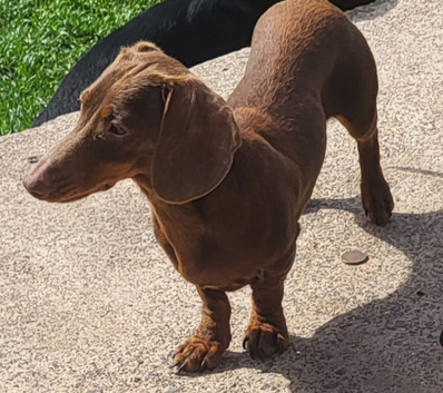 Chocolate and tan miniature girl