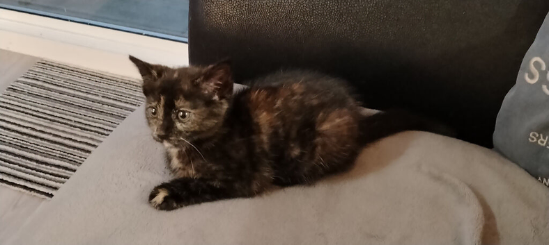 Ready now - tortoise shell girl