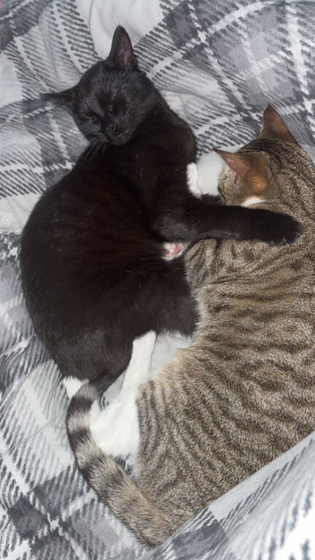 Selling two cats