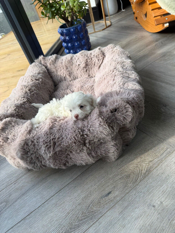 ADORABLE MALTIPOO PUPPIES