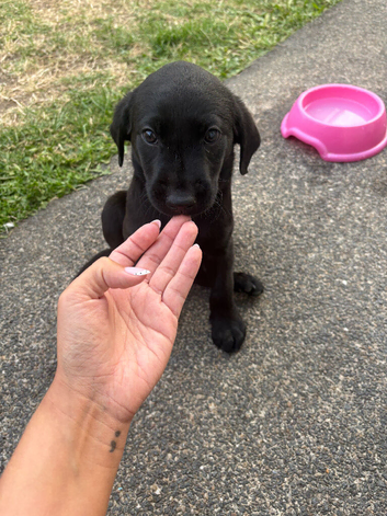 KC Reg Labrador Puppies