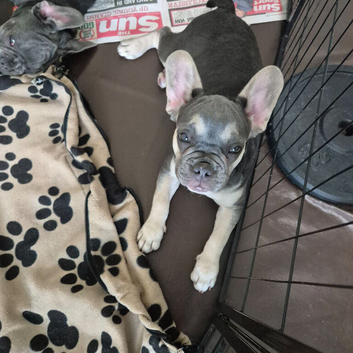 KC Female French Bulldogs