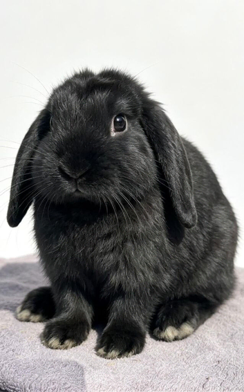 Two boy mini lops looking for new home