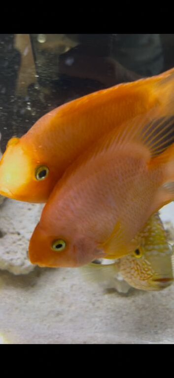 X2 blood orange parrot fish
