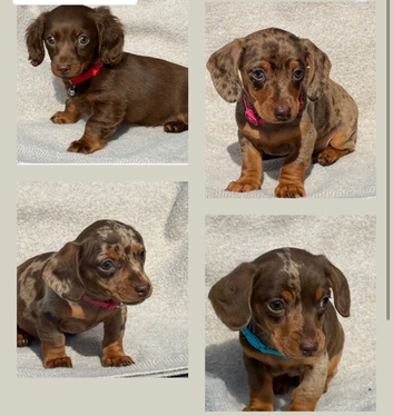 Miniature dachshund puppies