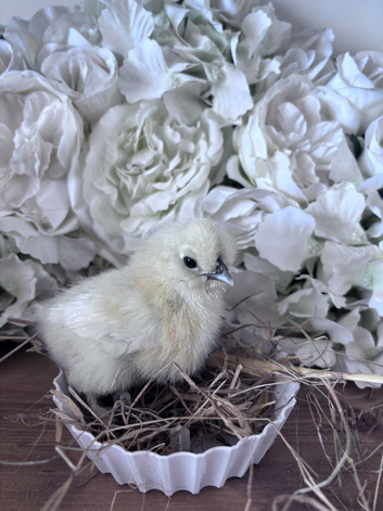 Silkie hatching eggs
