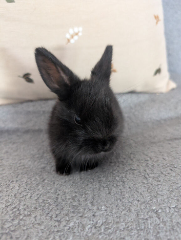 baby rabbits for sale
