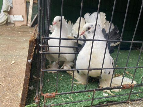 Beautiful pair of Indian in ely