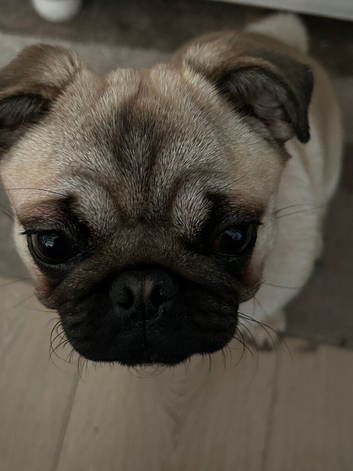 2 Year old pug