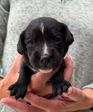 Cocker spaniel patterdale cross