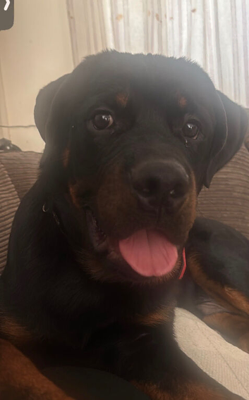 Male Rottweiler