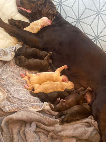 Beautiful Working x Show Cocker Spaniel Puppies &ndash; Home Raised, Ready for Their Forever Homes