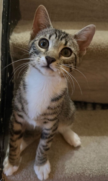 3 month old kittens &pound;20