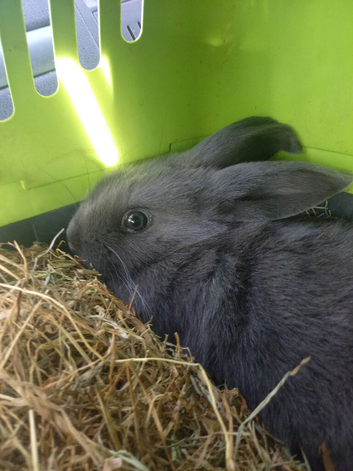 8 week old female baby rabbit