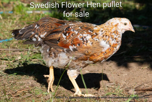 SWEDISH FLOWER HEN - VARIOUS PULLETS - RARE LANDRACE BREED