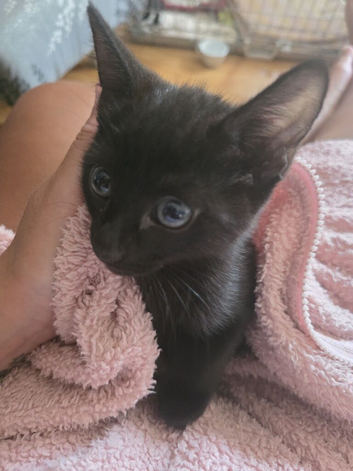 2 Gorgeous full black kittens for rehoming