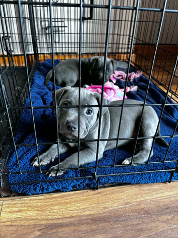 Staff puppies