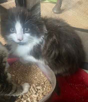 Main coon cross kittens tabby and black
