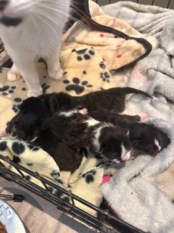Black and white kittens