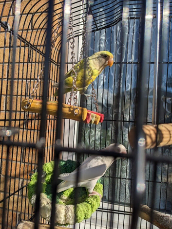 pair of love birds with cage