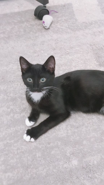 6 month old male