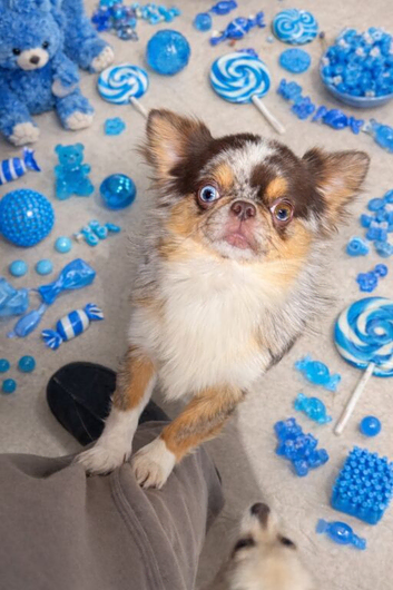 Outstanding Thai chihuahua Merle and Fawn females