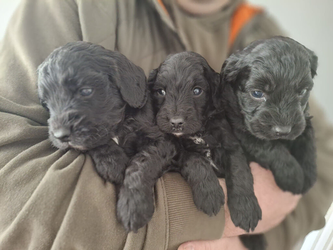 Spoodle puppies
