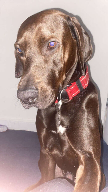 Cane corso x Doberman