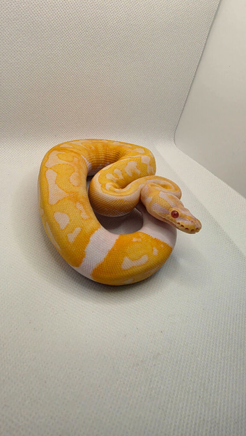 Albino pied ball python