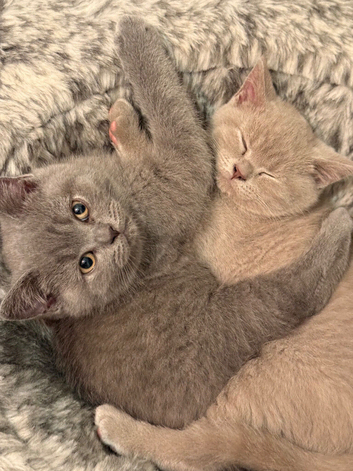 Adorable kitten