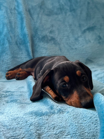 Miniature dachshund puppies 3 left.