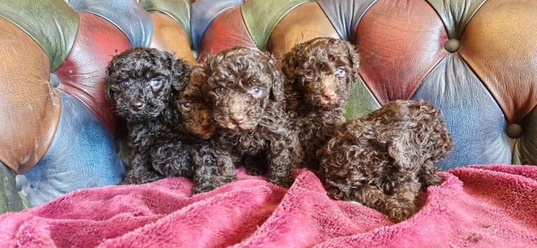 Gorgeous toy poodle puppys. Health tested parents