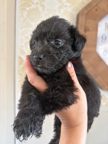 Patterjack girl!!