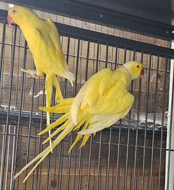 Yellow ringneck pair