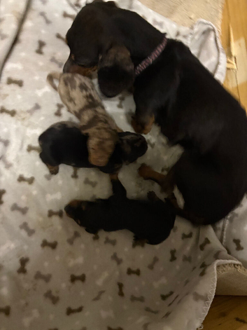 3 dachshund puppies
