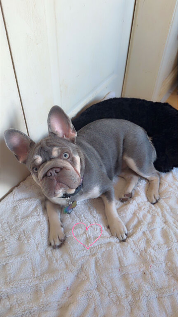 female frenchie