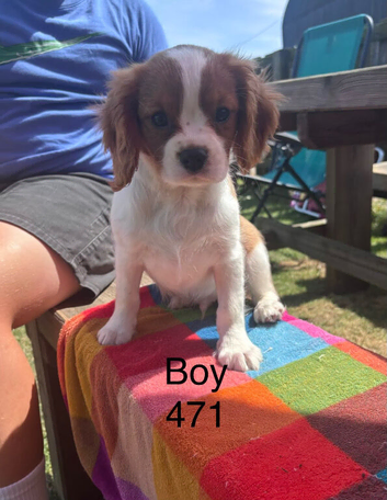 Gorgeous Cav Puppies