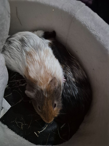 2 male guinea pigs need rehoming asap