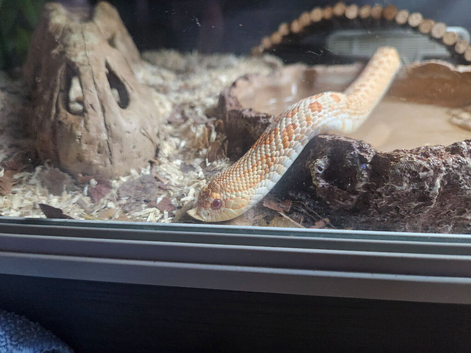 Albino western hognose