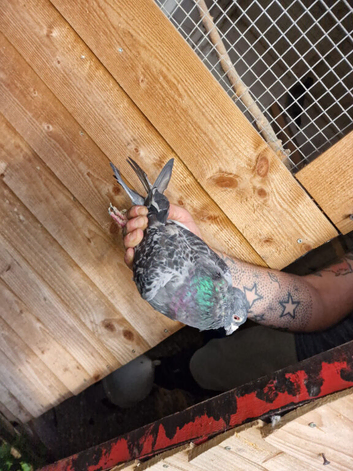 4 racing pigeons