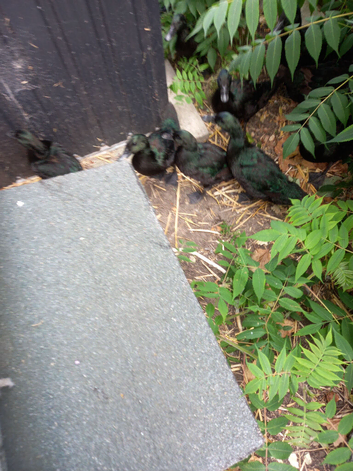 black east indie ducklings