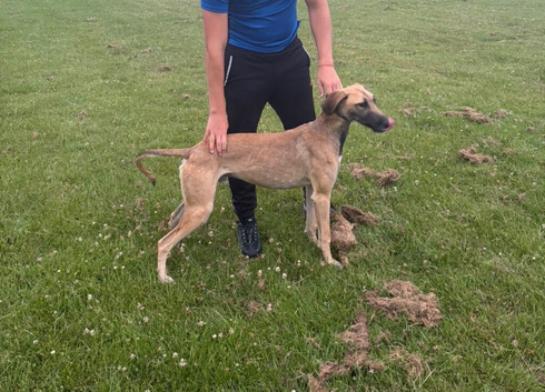 Saluki greyhound