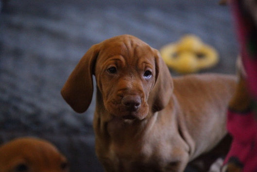 Hungarian Vizsla Puppies &ndash; Rich Geltwood Heritage