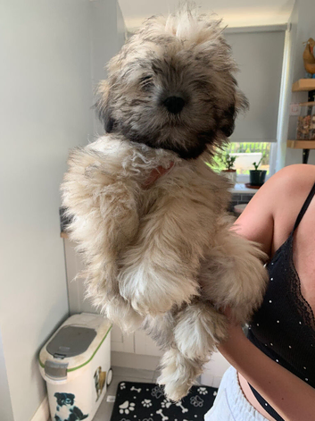 Adorable Lhasa Apso Boy puppies for sale